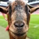 ????? buffalo blitz ii slot ?????????????? Jili