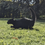 Tree of Fortune ????????????